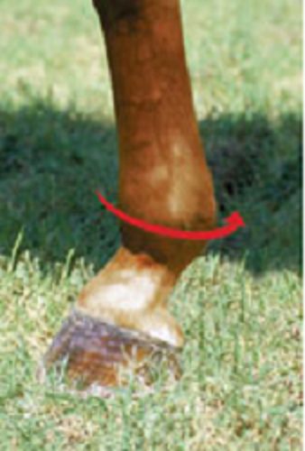Как подобрать ногавки для лошади по размеру